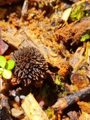 Lycoperdon compactum