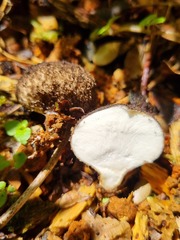 Lycoperdon compactum