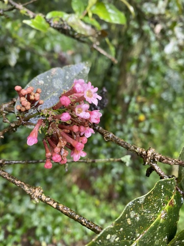 Rogiera cordata, 2022-02-05