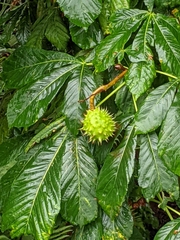 Aesculus hippocastanum