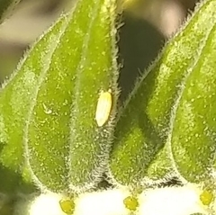 Phoebis philea philea