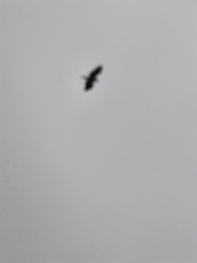 Haliaeetus leucocephalus