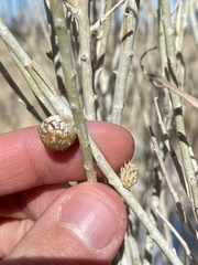 Rhopalomyia utahensis
