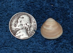 Laevicardium mortoni