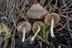 Inocybe cincinnata