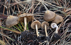 Inocybe cincinnata