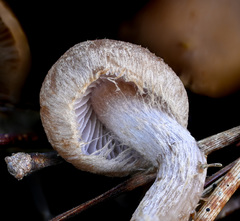 Inocybe cincinnata
