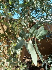 Quercus oblongifolia