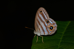 Chloreuptychia chlorimene