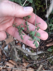 Asplenium ruta-muraria