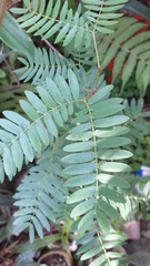 Calliandra surinamensis