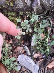 Asplenium ruta-muraria