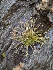 Deschampsia antarctica