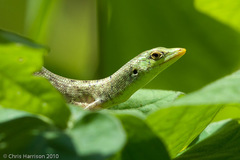 Emoia concolor