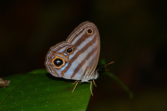 Chloreuptychia chlorimene