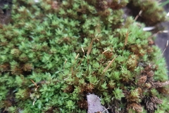 Bryophyta