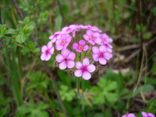 Androsace spinulifera (Androsace spinulifera)