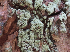 Leprocaulaceae