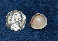 Laevicardium mortoni