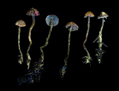 Pseudobaeospora deckeri