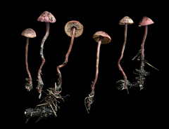 Pseudobaeospora deckeri