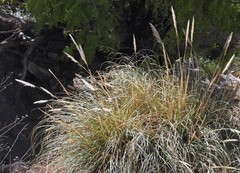 Cortaderia speciosa