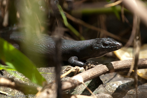 Black Emo Skink