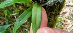 Vandeae
