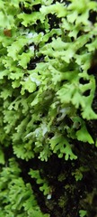Cladonia ceratophylla