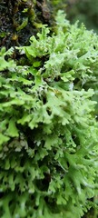 Cladonia ceratophylla