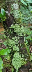 Cladonia ceratophylla