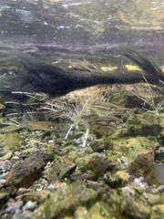 Crenichthys baileyi moapae