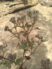 Ageratina glabrata