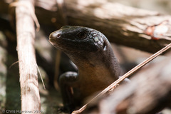 Emoia nigra