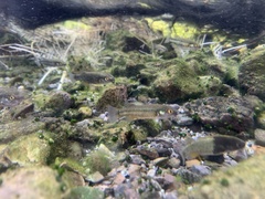 Crenichthys baileyi moapae