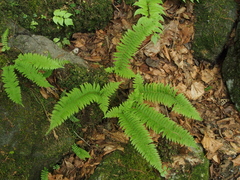 Polystichum tripteron