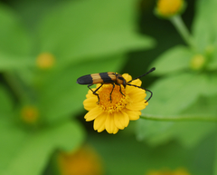 Parevander xanthomelas