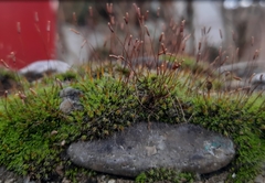 Bryophyta