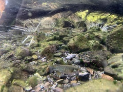 Crenichthys baileyi moapae