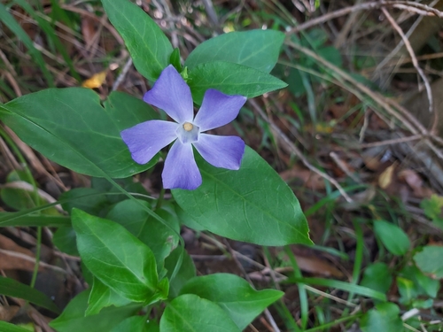 Vinca major subsp. major image