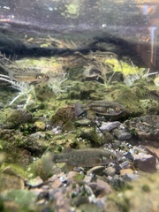 Crenichthys baileyi moapae