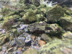 Crenichthys baileyi moapae