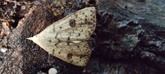 Scolecocampa