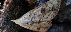 Scolecocampa