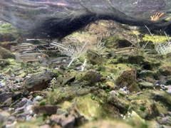 Crenichthys baileyi moapae