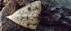 Scolecocampa