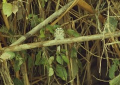 Hydropsalis climacocerca