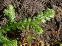 Selaginella denticulata