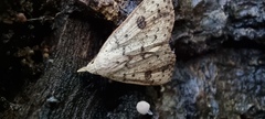 Scolecocampa