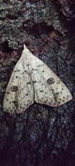 Scolecocampa